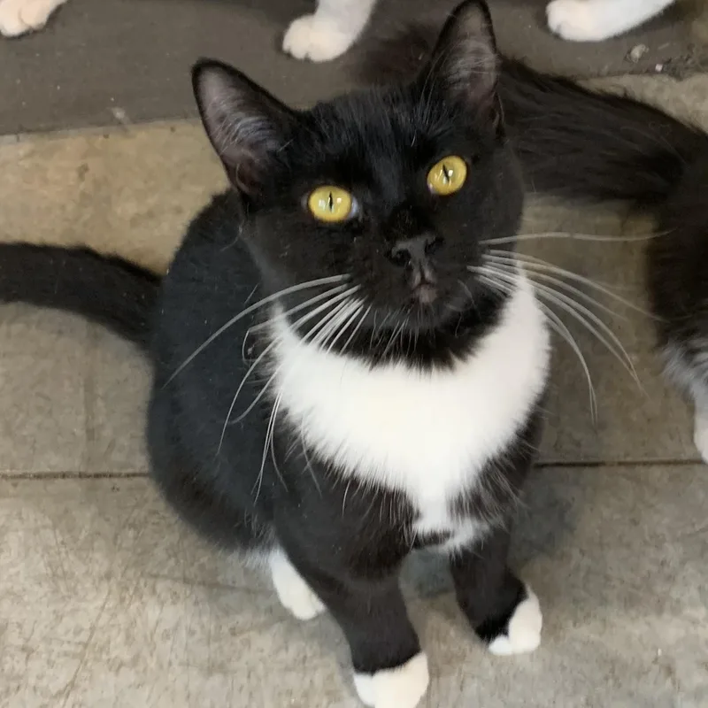 A young medium-sized female Domestic Short Hair cat named Aspen for adoption in Stockholm, WI