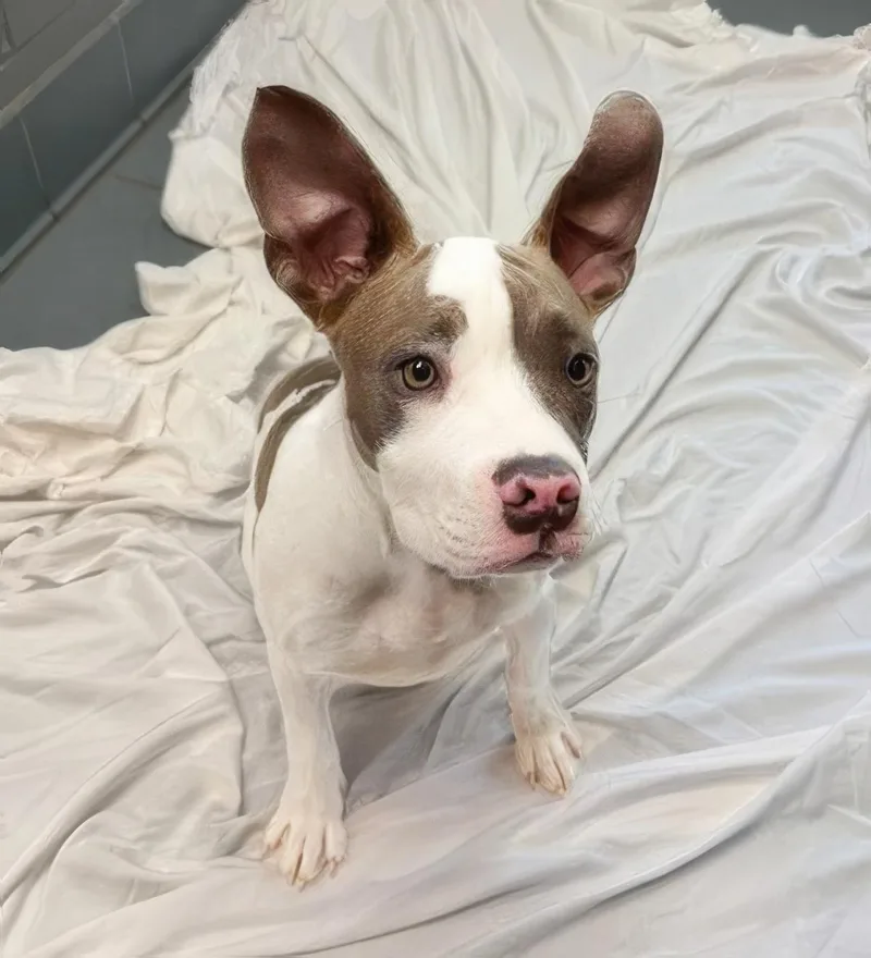 A baby medium-sized female Brown / Chocolate Mixed Breed dog named Helen for adoption in Nashville, TN