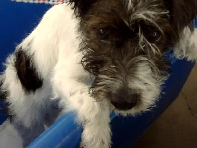 A baby small-sized male Mixed Breed dog named Zumi for adoption in Dallas, TX