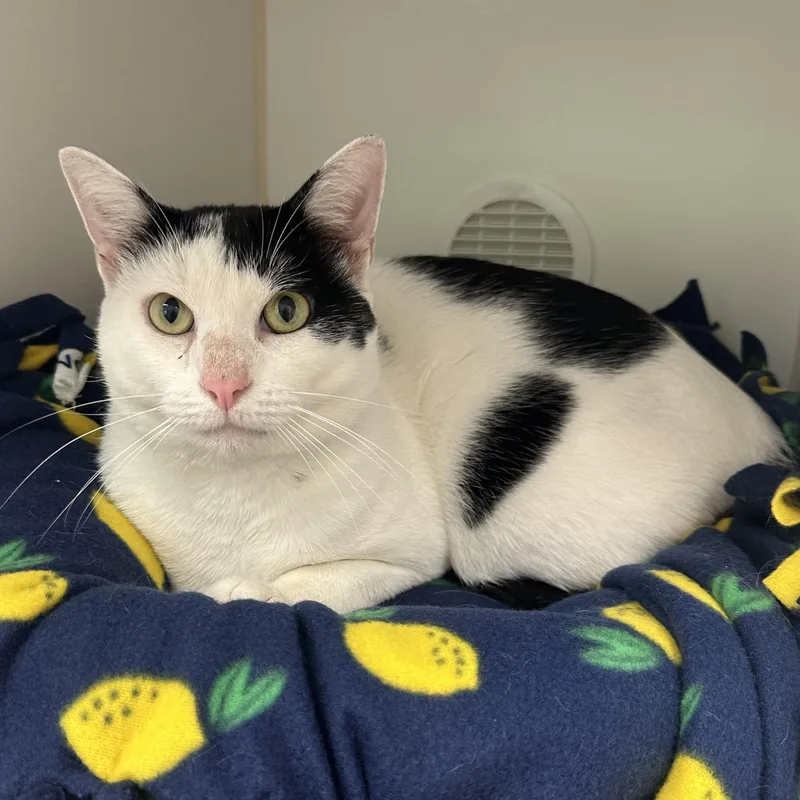 An adult medium-sized male Domestic Short Hair cat named Baby Frizz for adoption in Reisterstown, MD