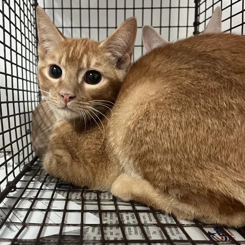 A baby small-sized male Orange / Red Domestic Short Hair cat named Jake the Dog for adoption in Edinburg, TX