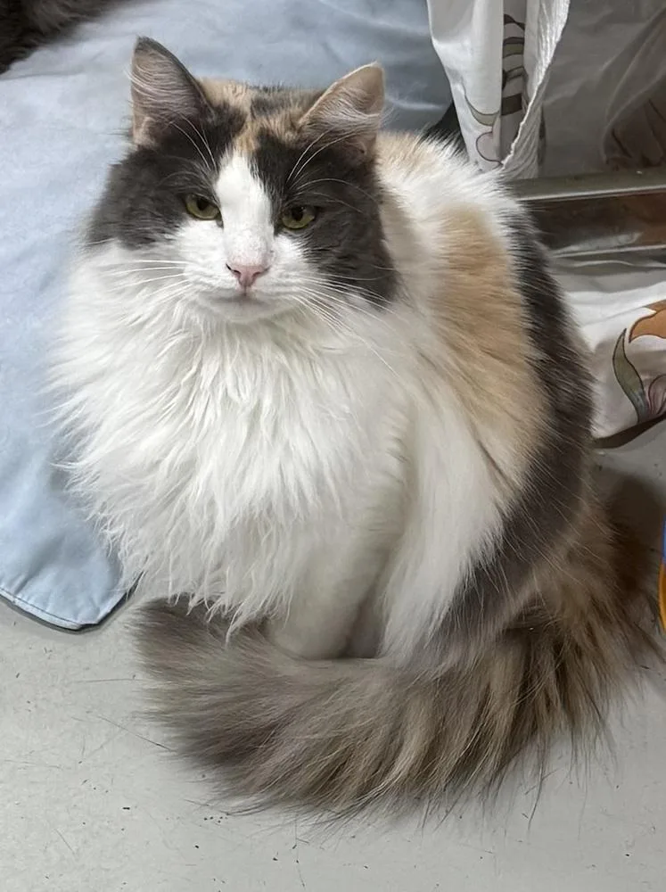 Dragonfly thumbnail 2