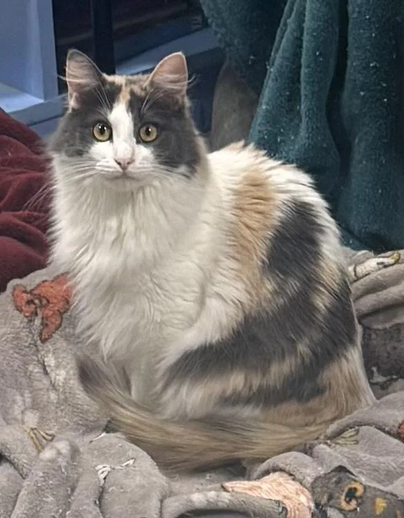 Dragonfly thumbnail 3