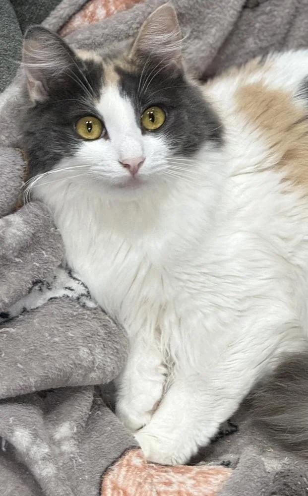 Dragonfly thumbnail 4