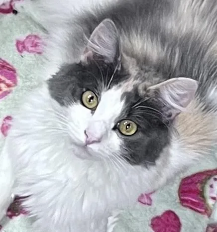 Dragonfly thumbnail 5