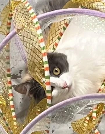 Dragonfly thumbnail 6