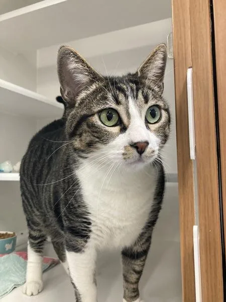 An adult large-sized male Domestic Short Hair cat named Blaow for adoption in El Cajon, CA