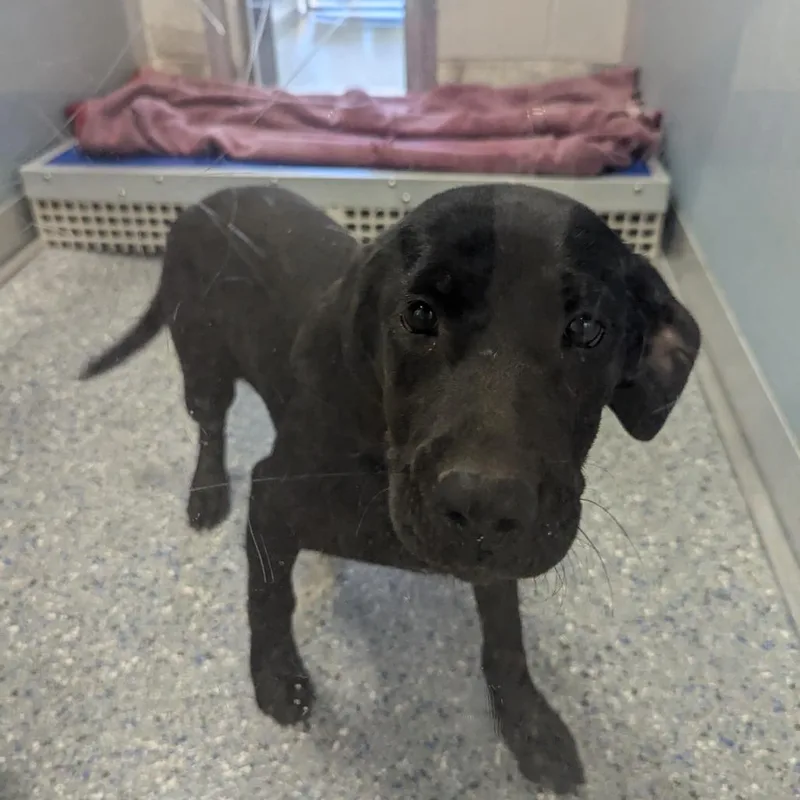 A baby medium-sized female Black Catahoula Leopard Dog dog named Hope for adoption in Charlottesville, VA