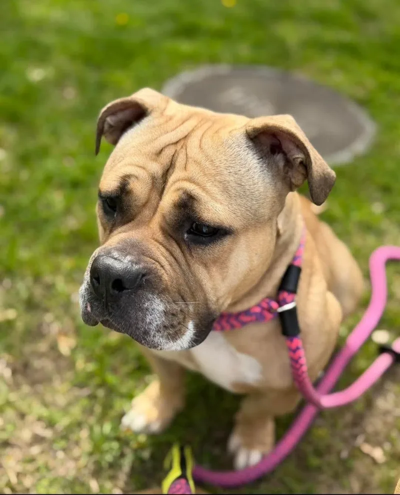 An adult medium-sized female Apricot / Beige Bulldog dog named Nellie for adoption in Pawtucket, RI