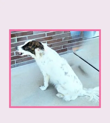 Dixie