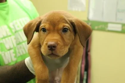 A baby medium-sized male Hound dog named Jigsaw for adoption in Picayune, MS