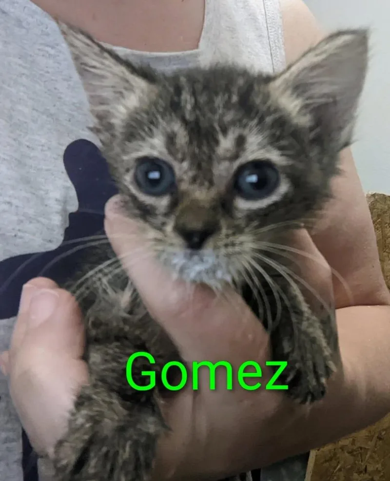 A baby small-sized male Domestic Short Hair cat named Gomez for adoption in Ada, OK