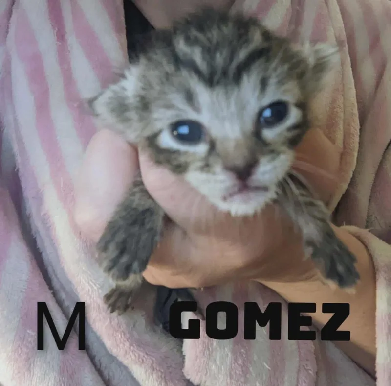 Gomez thumbnail 2