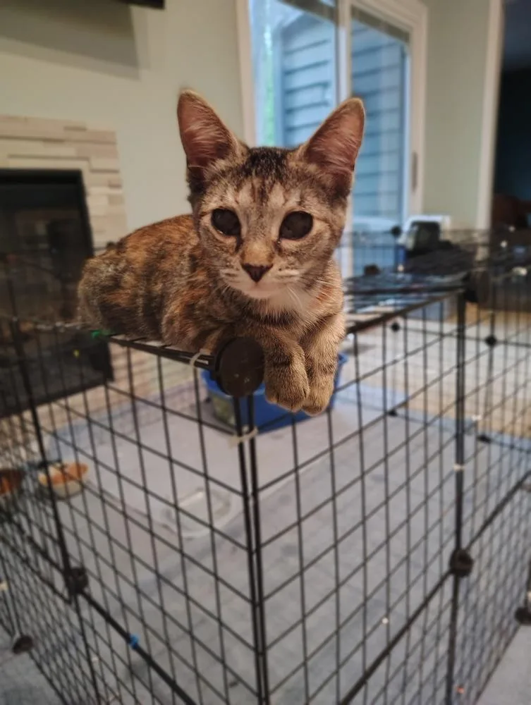 A baby medium-sized female Domestic Short Hair cat named Maple for adoption in Germantown, OH