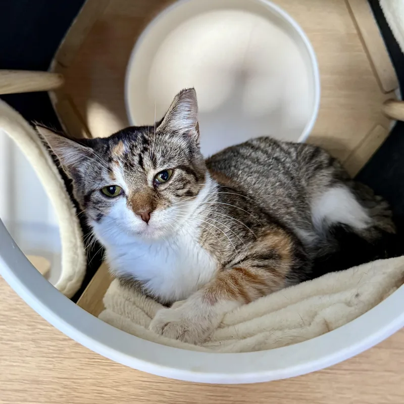 A baby medium-sized female Tabby (Brown / Chocolate) Domestic Short Hair cat named Minky for adoption in Hartville, OH