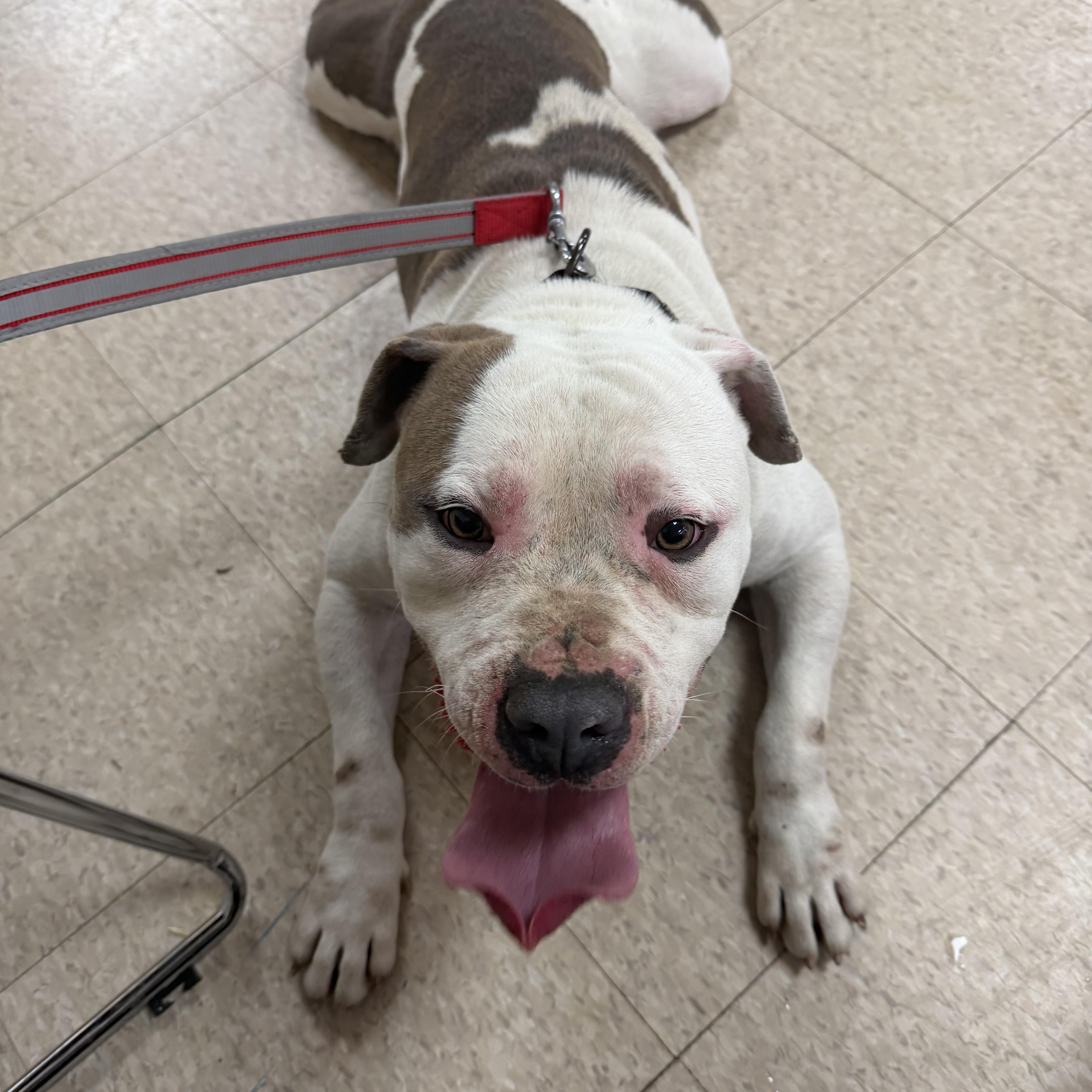 An adult large-sized male Bicolor American Bulldog dog named Seven for adoption