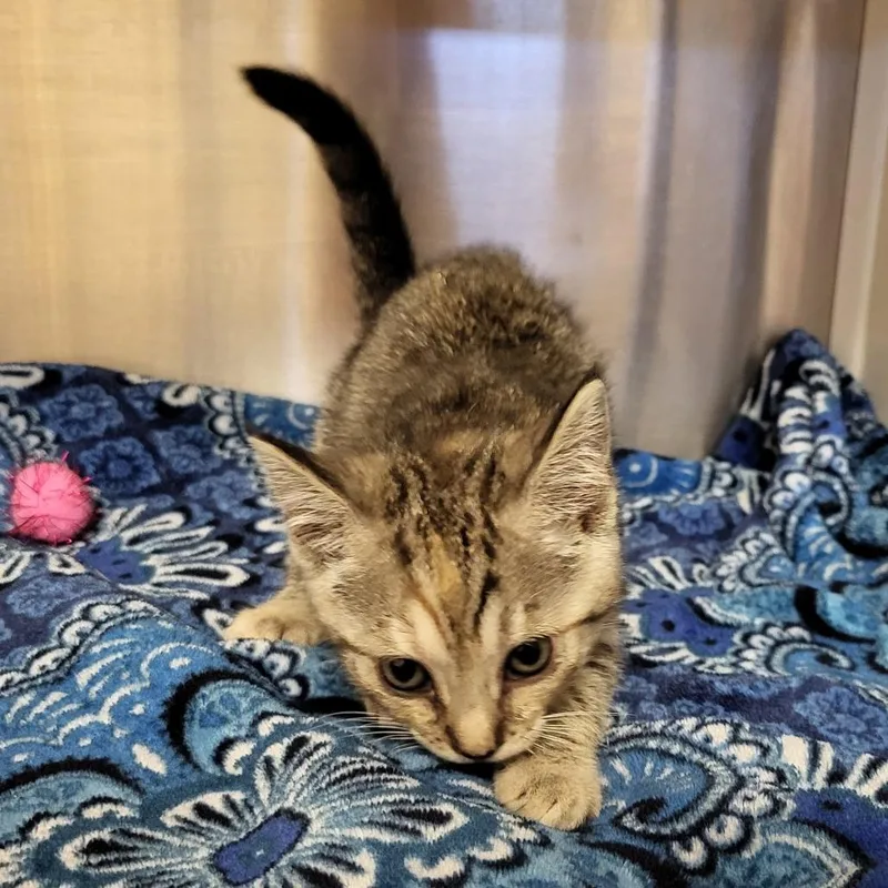 A baby small-sized female Brown / Chocolate Domestic Short Hair cat named Talulla for adoption in Lake Panasoffkee, FL