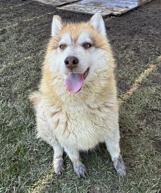 An adult large-sized female Siberian Husky dog named Coco for adoption in Riverside, CA
