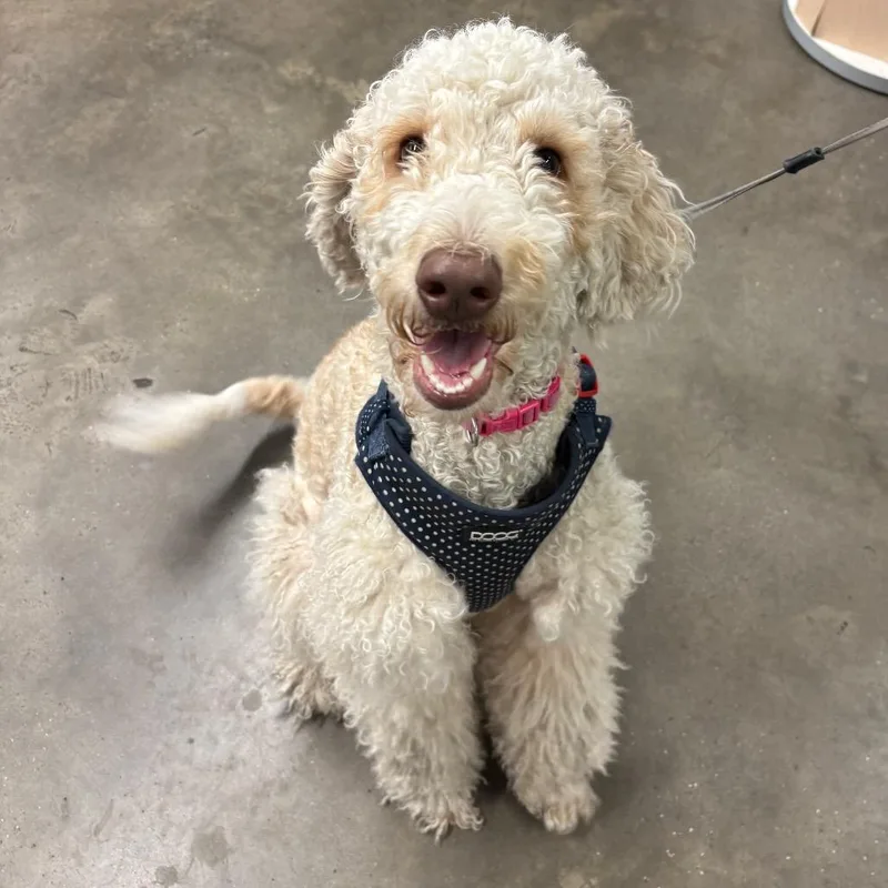 An adult medium-sized female Golden Retriever dog named Bayley for adoption in Tampa, FL