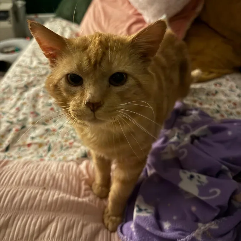 Chester thumbnail 4