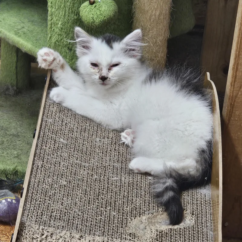 Muffy thumbnail 5