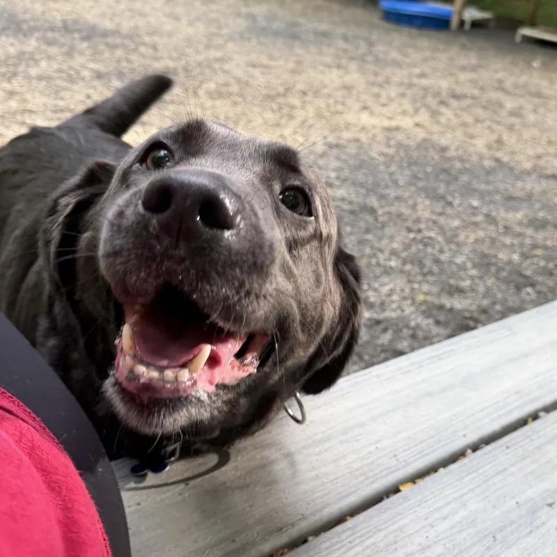 An adult large-sized female Black Mixed Breed dog named Willow for adoption in Hopkinton, MA