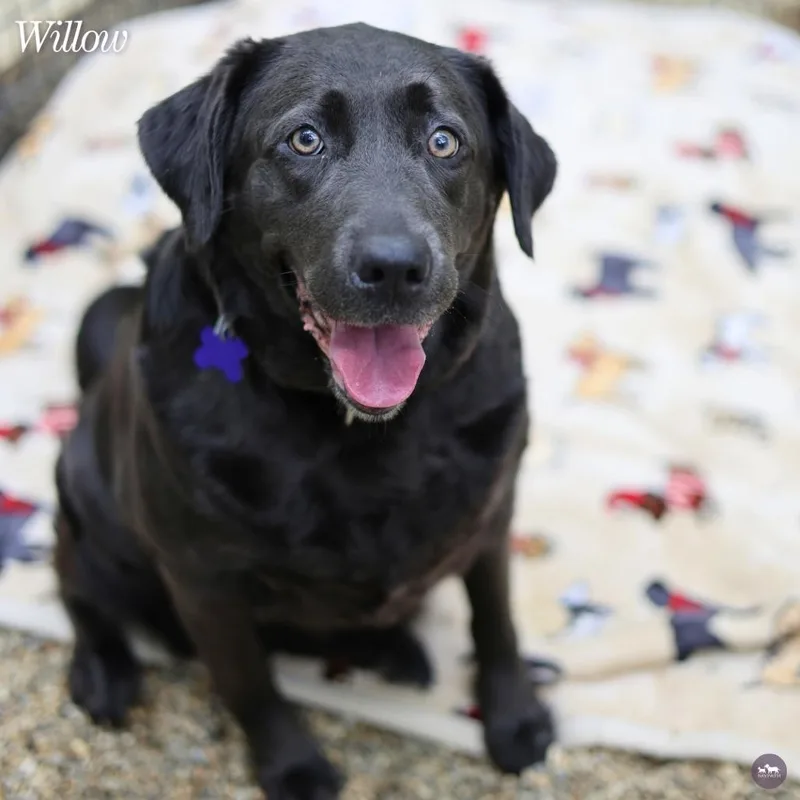 Willow thumbnail 2
