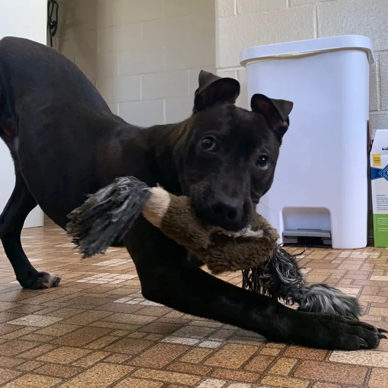 A baby medium-sized male Black Pit Bull Terrier dog named Marcus for adoption in Eureka, IL