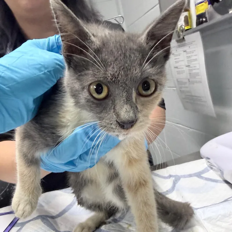 A baby small-sized female Calico Domestic Short Hair cat named Darla for adoption in Summerville, SC