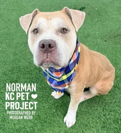 An adult large-sized male Yellow / Tan / Blond / Fawn Pit Bull Terrier dog named Norman for adoption in Kansas City, MO