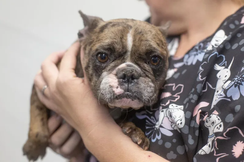 An adult small-sized female French Bulldog dog named Mary for adoption in Mountain Home, AR