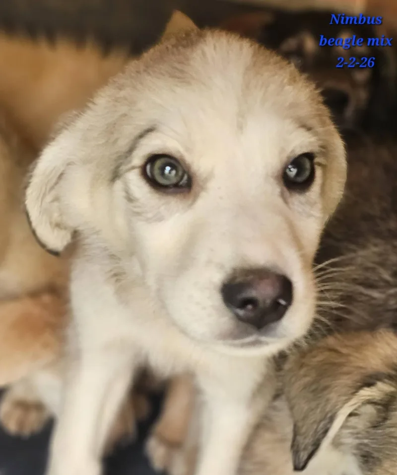 A baby medium-sized male Apricot / Beige Beagle dog named Nimbus for adoption in Fort Payne, AL