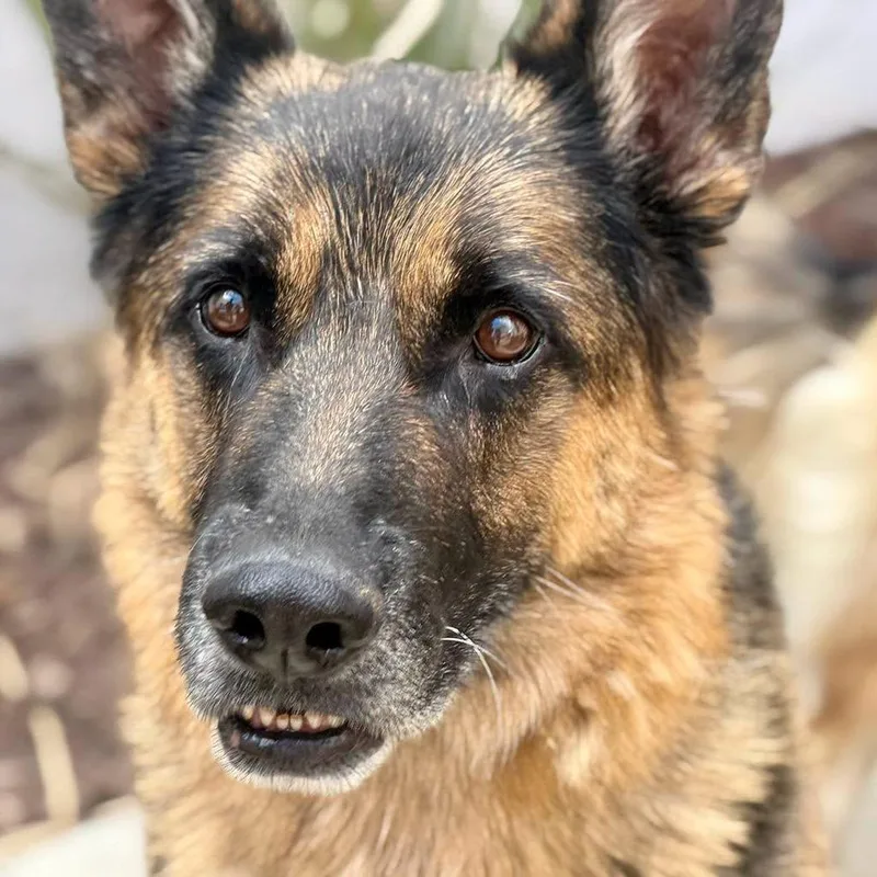 A senior large-sized male German Shepherd Dog dog named Odysseus for adoption in San Jacinto, CA
