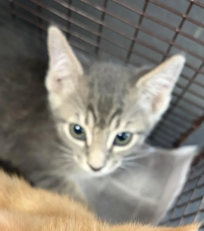 A baby small-sized male Domestic Short Hair cat named Spring for adoption in Los Angeles, CA