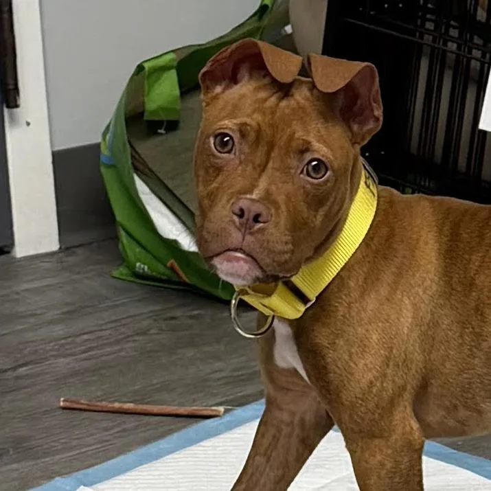 A baby small-sized female Brindle Boxer dog named Devi for adoption in Camden, DE