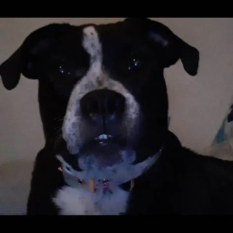 A young medium-sized female Pit Bull Terrier dog named Sadie for adoption in Lubbock, TX