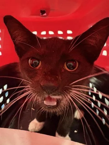 A baby small-sized male Domestic Short Hair cat named Biscuits for adoption in West Chester, PA
