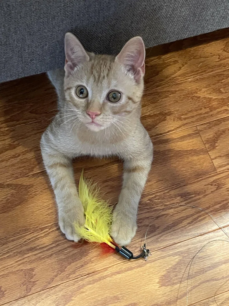 A baby medium-sized male Orange / Red Domestic Short Hair cat named Honey for adoption in Herndon, VA