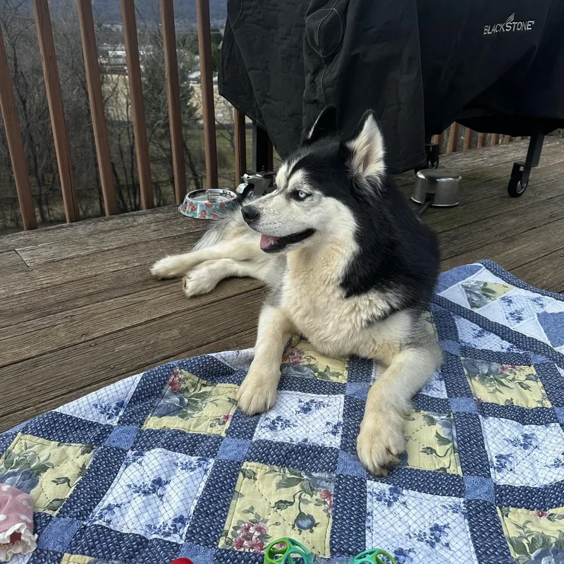 An adult medium-sized female Black Husky dog named Bella for adoption in Fincastle, VA
