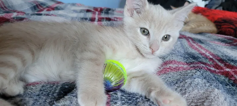 A baby small-sized male Domestic Short Hair cat named Dublin for adoption in Dixon, CA