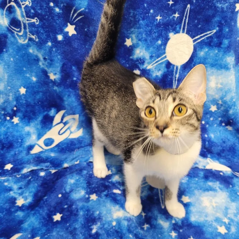 A young medium-sized female Brown / Chocolate Domestic Short Hair cat named Girlfriend for adoption in Laredo, TX
