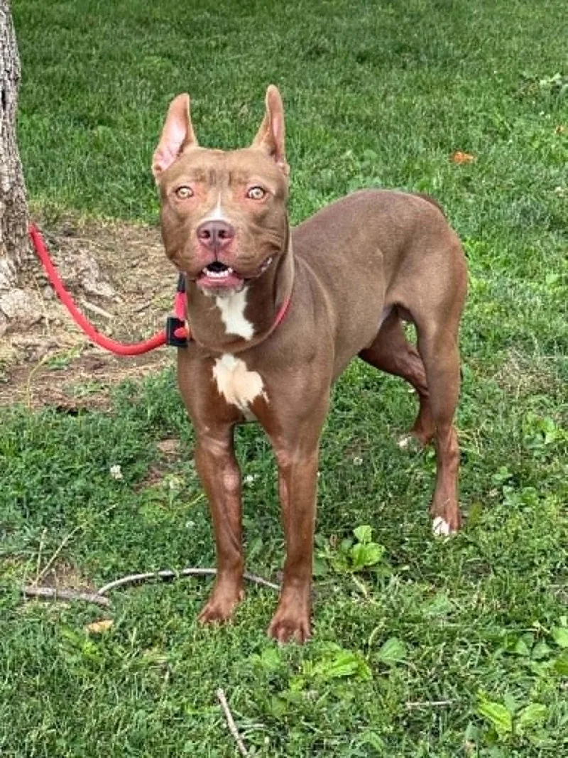 A young medium-sized male Brown / Chocolate Pit Bull Terrier dog named Scout for adoption in Springfield, IL