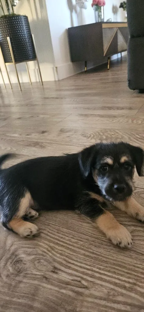 A baby small-sized male Dachshund dog named Bisol for adoption in Phoenix, AZ