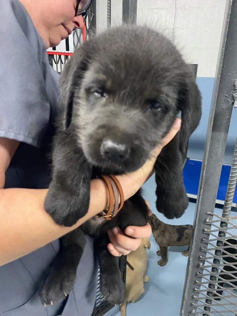 A baby large-sized male Mixed Breed dog named Dansby for adoption in Cartersville , GA