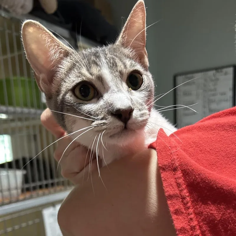 A young small-sized male Gray / Blue / Silver Domestic Short Hair cat named Sir Pentious for adoption in Leander, TX