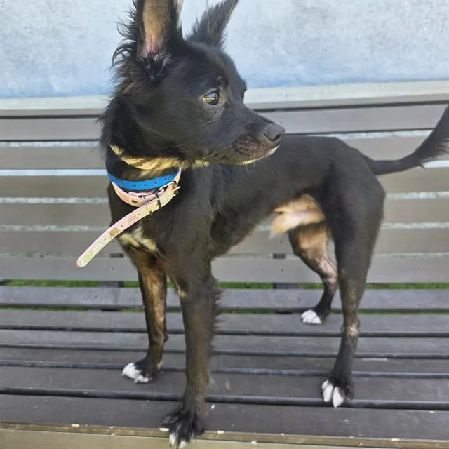 A young small-sized male Chihuahua dog named Raven for adoption in Long Beach, CA