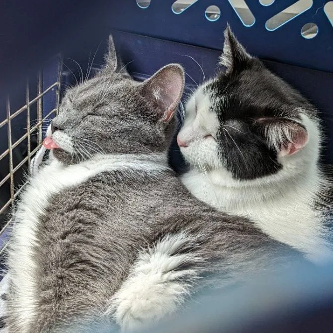 Fart Jacobs thumbnail 6