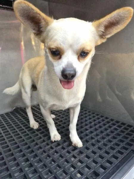 An adult small-sized male Chihuahua dog named Pen Troy for adoption in Lawrenceville, GA