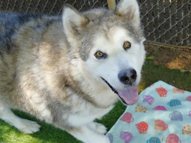 An adult extra large-sized male Alaskan Malamute dog named Leonidas for adoption in Tallahassee, FL