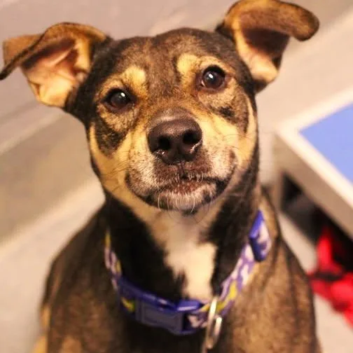 An adult medium-sized male Bicolor Pit Bull Terrier dog named Diesel for adoption in Fredericksburg, VA